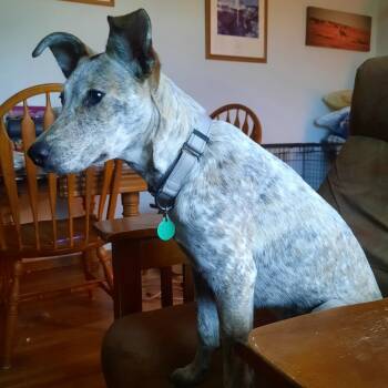 Rescue Mixed Breed Dogs for Adoption in Buffalo, Minnesota - Journey | PetCurious