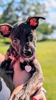 Rescue Pit Bull Terrier Dogs for Adoption in Sturgis, Michigan - Apple | PetCurious