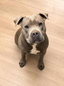 Pit Bull Terrier and Mixed Breed Dogs Available for Adoption in Bowling Green, Kentucky - Pety | PetCurious