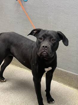 Cane Corso Dogs Available for Adoption in Las Vegas, Nevada - STINKER BELL | PetCurious