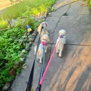 Guppy -  Maltese Dog for Adoption in Minneapolis, Minnesota - Guppy | PetCurious