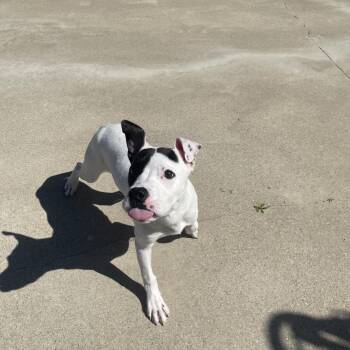 Mixed Breed Dogs Available for Adoption in South Haven, Michigan - Pip | PetCurious