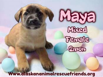 Labrador Retriever and Shepherd Dogs Available for Adoption - Maya | PetCurious