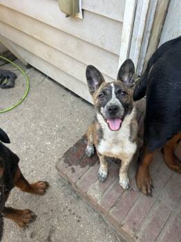 Australian Cattle Dog Blue Heeler and Mixed Breed Dogs Available for Adoption in Biloxi, Mississippi - Bella | PetCurious