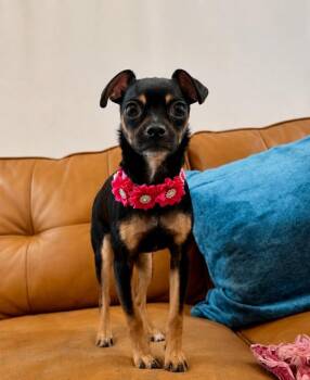 Chihuahua and Miniature Pinscher Dogs Available for Adoption in Friendswood, Texas - Mystery Jane Your Teeny Tiny Bestie | PetCurious