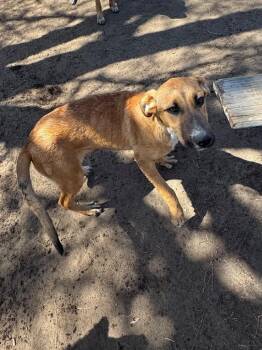 Great Dane Dogs Available for Adoption in Fort Lupton, Colorado - Nash Durango | PetCurious