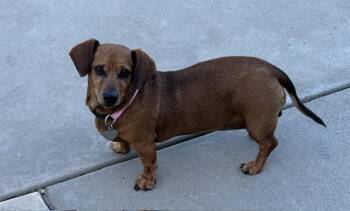 Lady -  Dachshund Dog for Adoption in Elk Grove, California - Lady | PetCurious