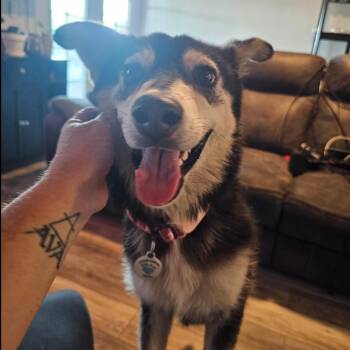 Husky Dogs Available for Adoption in Chandler, Arizona - Hope | PetCurious