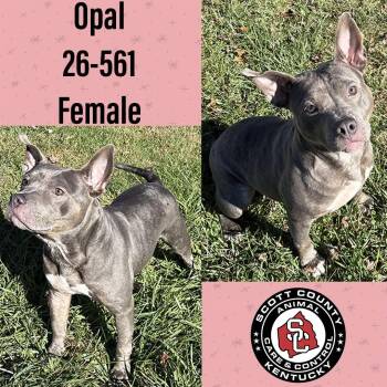 Opal -  Pit Bull Terrier Dog for Adoption in Georgetown, Kentucky - Opal | PetCurious