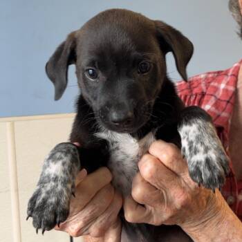Beagle Dogs Available for Adoption in Maynardville, Tennessee - Xander | PetCurious