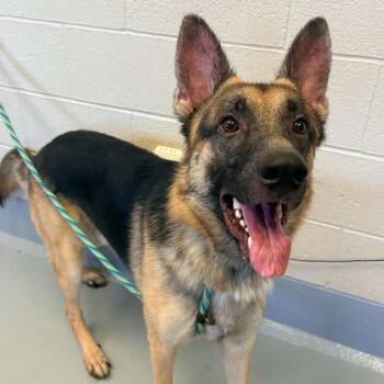 Kobe -  German Shepherd Dog Dog for Adoption in Concord, North Carolina - Kobe | PetCurious