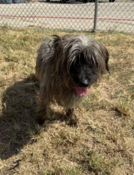 MUPPY -  Lhasa Apso and Mixed Breed Dog for Adoption in Killeen, Texas - MUPPY | PetCurious