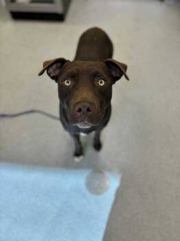 Rescue Retriever and Pit Bull Terrier Dogs for Adoption in Longview, Texas - Rambo | PetCurious