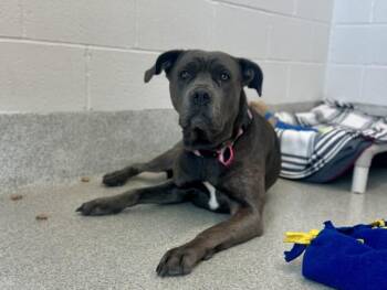 Cane Corso Dogs Available for Adoption - STORMY | PetCurious