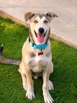 Benny Blue (Loving, Loyal, Affectionate, Kid-Friendly, Dog-Frien -  Husky and Great Pyrenees Dog for Adoption in Houston, Texas - Benny Blue (Loving, Loyal, Affectionate, Kid-Friendly, Dog-Frien | PetCurious