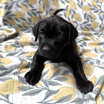 Lucas -  Labrador Retriever and Pit Bull Terrier Dog for Adoption in Minneapolis, Minnesota - Lucas | PetCurious