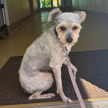 Miniature Poodle Dogs Available for Adoption in Walnut Creek, California - Gandalf | PetCurious