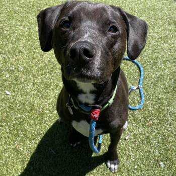 Black Labrador Retriever and Hound Dogs Available for Adoption in South Burlington, Vermont - Jasmine | PetCurious