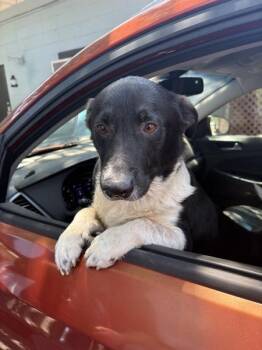 Corgi Dogs Available for Adoption in Mobile, Alabama - Dunlap | PetCurious