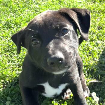Coraline -  American Staffordshire Terrier and Shepherd Dog for Adoption in Grayslake, Illinois - Coraline | PetCurious