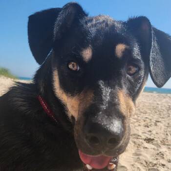 Scrappy -  Mixed Breed Dog for Adoption in Cincinnati, Ohio - Scrappy | PetCurious