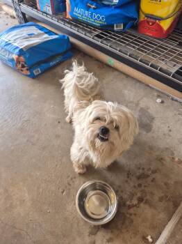 FOSTER ME - Chowder -  Shih Tzu Dog for Adoption in Grafton, Wisconsin - FOSTER ME - Chowder | PetCurious