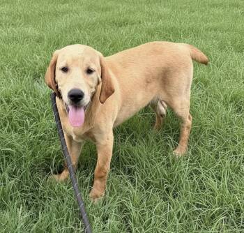 Labradoodle and Mastiff Dogs Available for Adoption in Hillsdale, New York - Allen | PetCurious