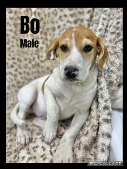 Rescue Beagle and Dachshund Dogs for Adoption in Manchester, Connecticut - Bo | PetCurious