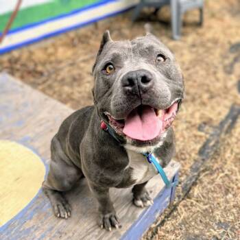 Rescue Mixed Breed Dogs for Adoption in San Francisco, California - Butternut | PetCurious