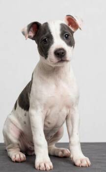 MABLE -  Staffordshire Bull Terrier Dog for Adoption in Houston, Texas - MABLE | PetCurious
