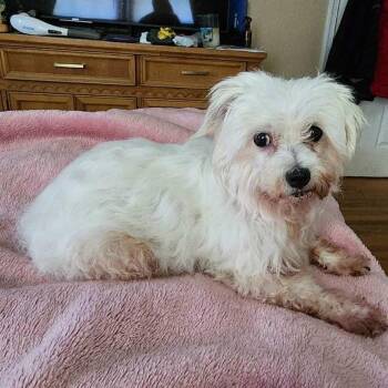 Mollie -  Maltese and Lhasa Apso Dog for Adoption in Glenelg, Maryland - Mollie | PetCurious