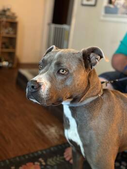 Rescue Pit Bull Terrier Dogs for Adoption in Denison, Texas - JJ | PetCurious