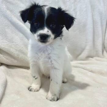 Mixed Breed Dogs Available for Adoption in San Francisco, California - Milo | PetCurious