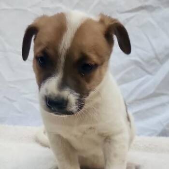Bo Peep (Chantelle Pup 2) -  Mixed Breed Dog for Adoption in Bend, Oregon - Bo Peep (Chantelle Pup 2) | PetCurious