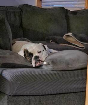 Rescue American Bulldog Dogs for Adoption in Rochester, New York - Ruby | PetCurious