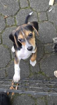 Bandit -  Beagle Dog for Adoption in Tenafly, New Jersey - Bandit | PetCurious