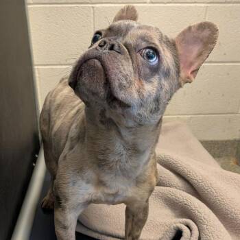 French Bulldog Dogs Available for Adoption in Northbrook, Illinois - Squiggle | PetCurious
