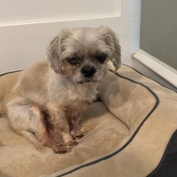 LEO -  Lhasa Apso Dog for Adoption in Waterford, New Jersey - LEO | PetCurious