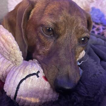 Penny -  Miniature Dachshund Dog for Adoption in Royse City, Texas - Penny | PetCurious
