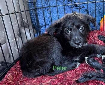 Peter -  Labrador Retriever and Poodle Dog for Adoption in Cloquet, Minnesota - Peter | PetCurious