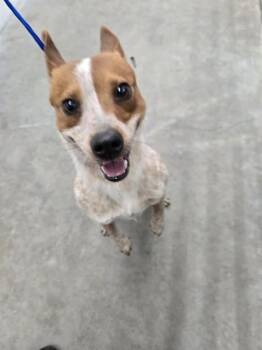 Australian Cattle Dog Blue Heeler Dogs Available for Adoption in Killeen, Texas - MTN DEW | PetCurious
