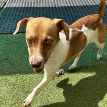 Rescue Fox Terrier Dogs for Adoption in Saint George, Vermont - Solo | PetCurious