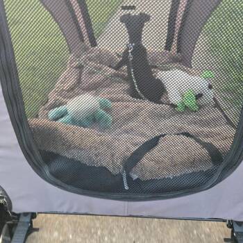 Cosmo -  Dachshund and Chihuahua Dog for Adoption in Springfield, Missouri - Cosmo | PetCurious