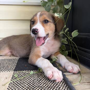 Niobe -  Mixed Breed Dog for Adoption in Monroe, North Carolina - Niobe | PetCurious