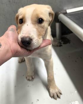 A432197 -  Labrador Retriever and Mixed Breed Dog for Adoption in Conroe, Texas - A432197 | PetCurious