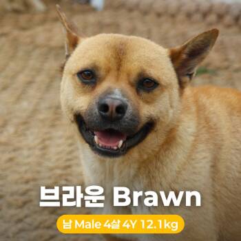 Rescue Jindo Dogs for Adoption in Northbrook, Illinois - Brawn | PetCurious