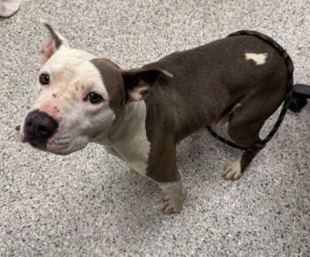 Madeliene -  Pit Bull Terrier and Mixed Breed Dog Available for Adoption in Kansas City, Missouri - Madeliene | PetCurious
