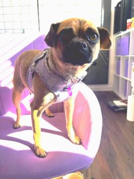 Pug Dogs Available for Adoption in West Hollywood, California - Penelope | PetCurious