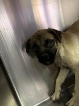 61181833 -  Pug and Mixed Breed Dog for Adoption in El Paso, Texas - 61181833 | PetCurious
