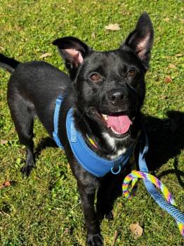 Ozzie Clark -  Border Collie and Black Labrador Retriever Dog for Adoption in Anderson, Indiana - Ozzie Clark | PetCurious
